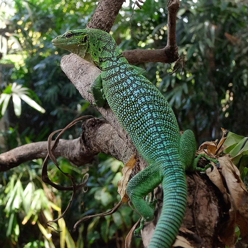 Entrance Ticket Bali Reptile Park photo 2