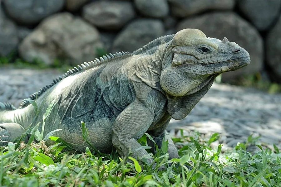 Entrance Ticket Bali Reptile Park photo 4