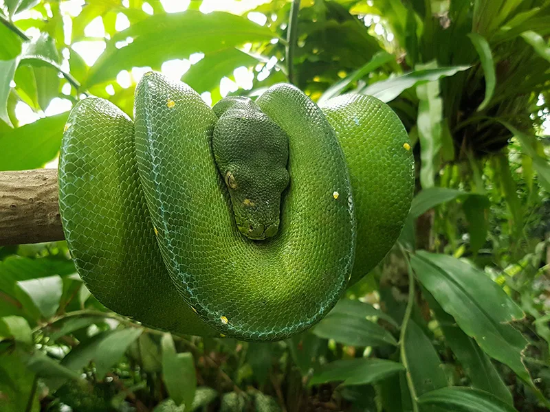 Entrance Ticket Bali Reptile Park photo 3