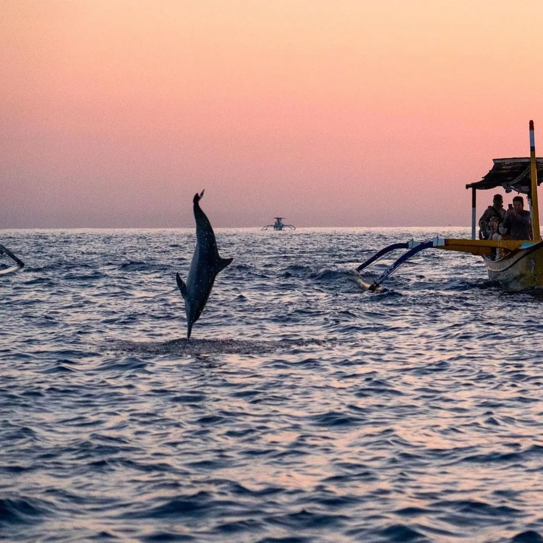 Rian Dolphin Lovina photo 4