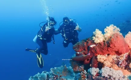 Octopus Dive Nusa Penida photo 3