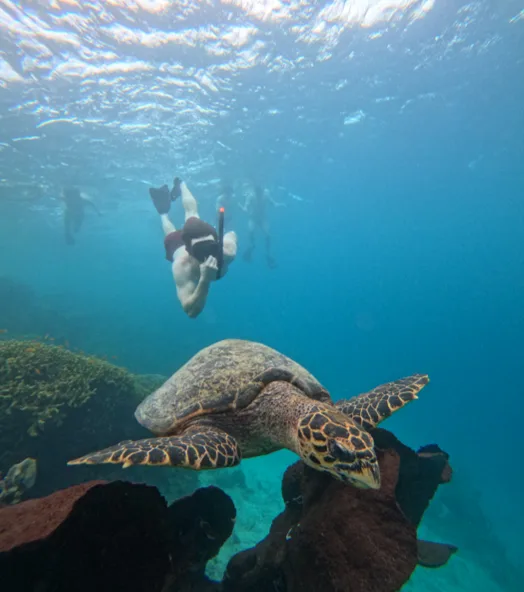 Snorkeling Menjangan Island Private Boat
