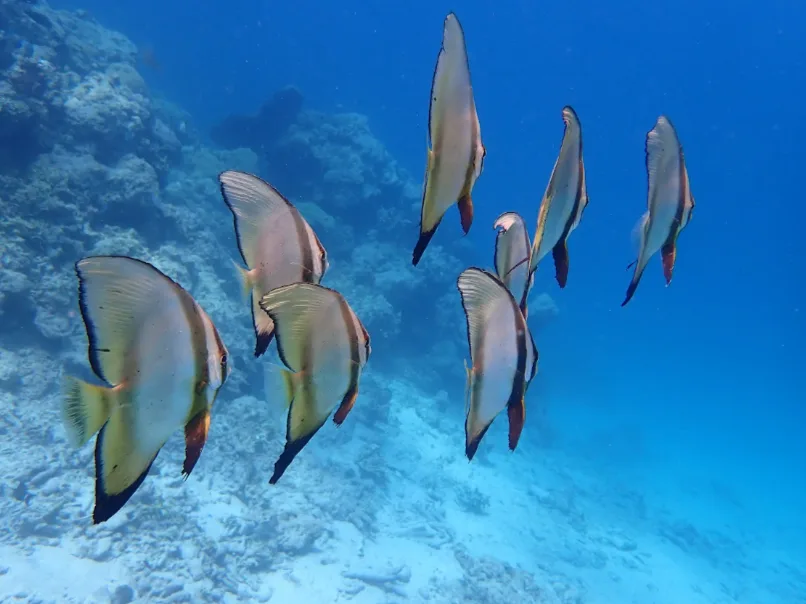 Fun Dive (certified DIVER) Sharing Boat