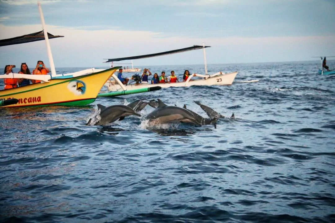 Exclusive Dolphin (Sunrise, Swim & Snorkeling)