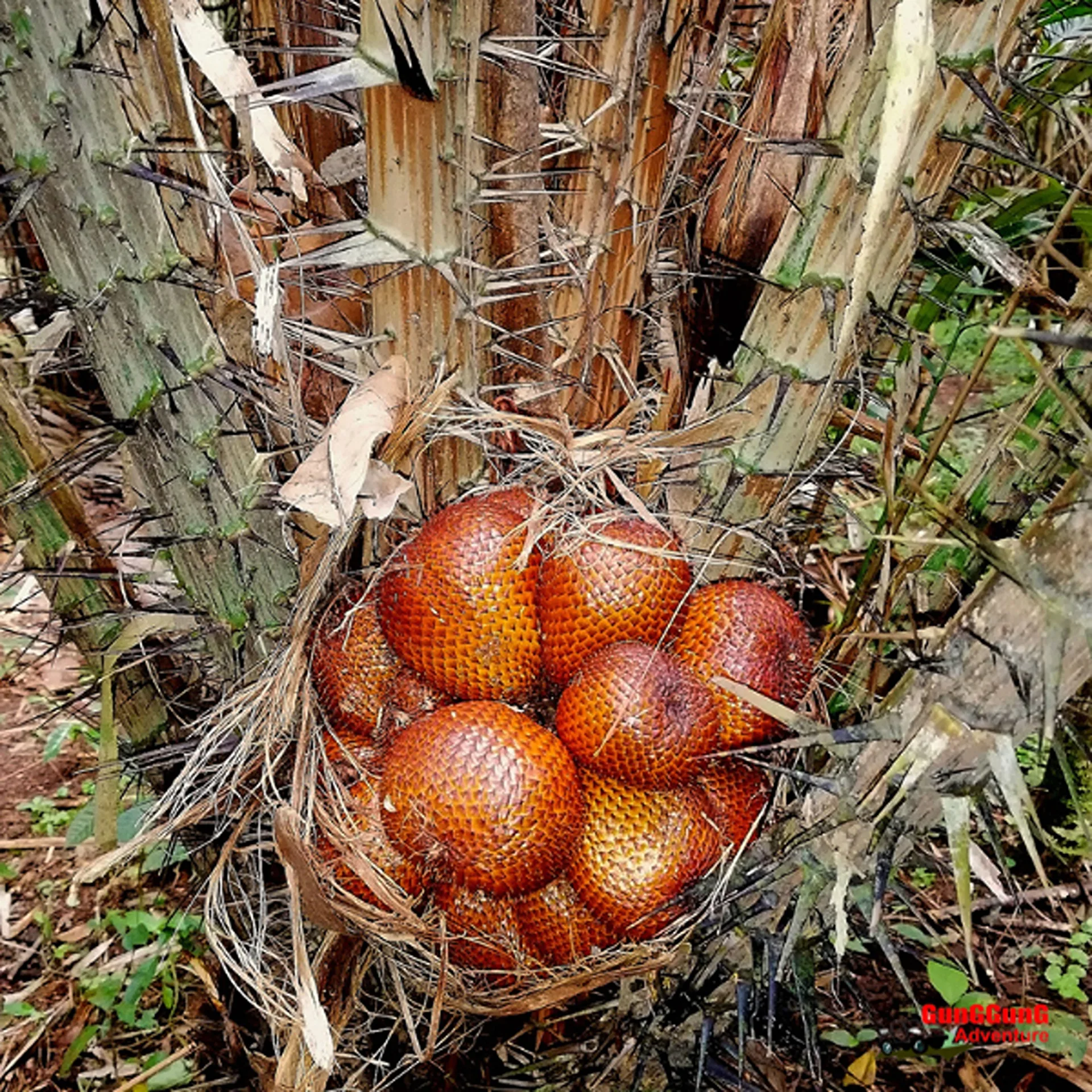 Combination Salak Agro Countryside Cycling And Eco Trekking